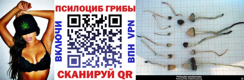 Псилоцибиновые грибы Psilocybe  Тайшет 